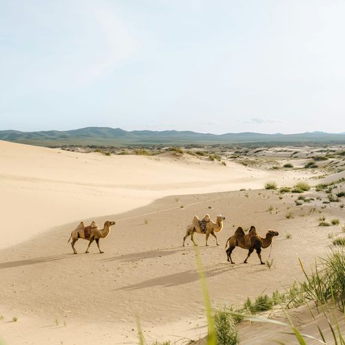 Majestic Gobi 9 Days / 8 Nights